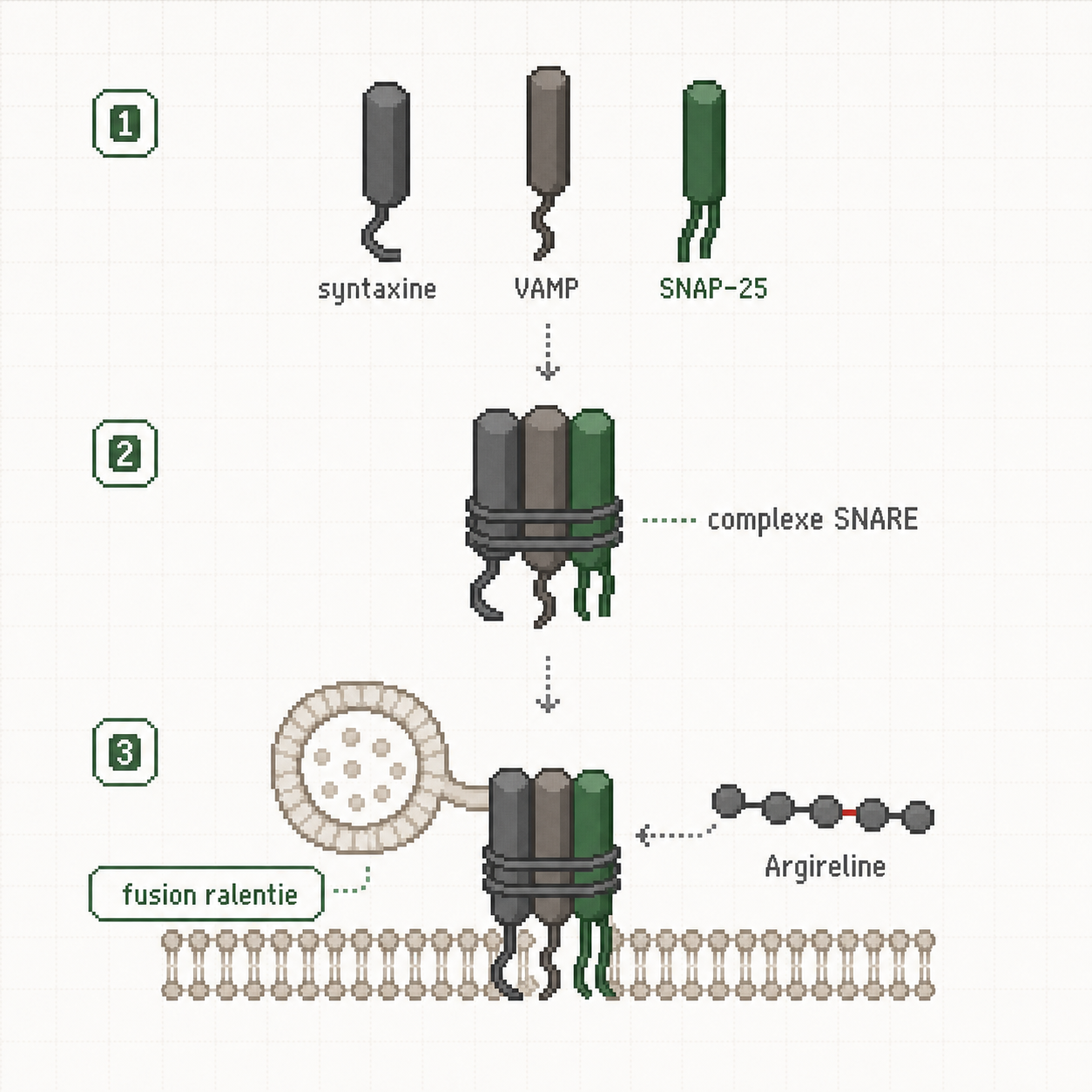 Schema annote en pixel art montrant syntaxine, VAMP, SNAP-25, complexe SNARE et Argireline.
