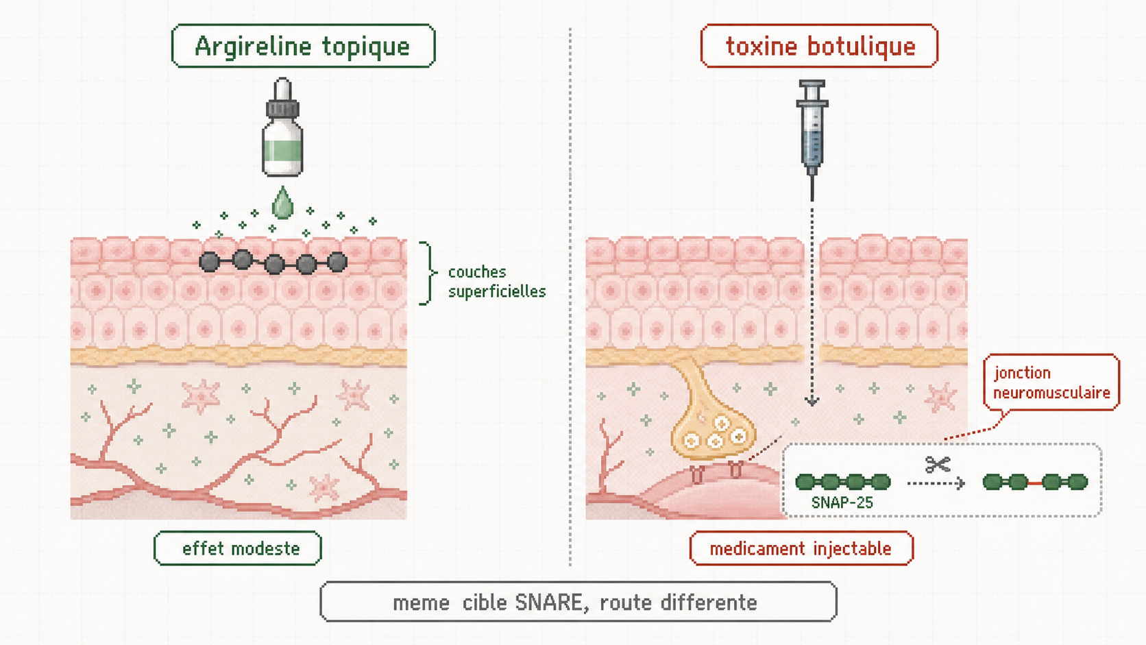 Schema compare Argireline topique et toxine botulique injectable, avec couches superficielles et jonction neuromusculaire.