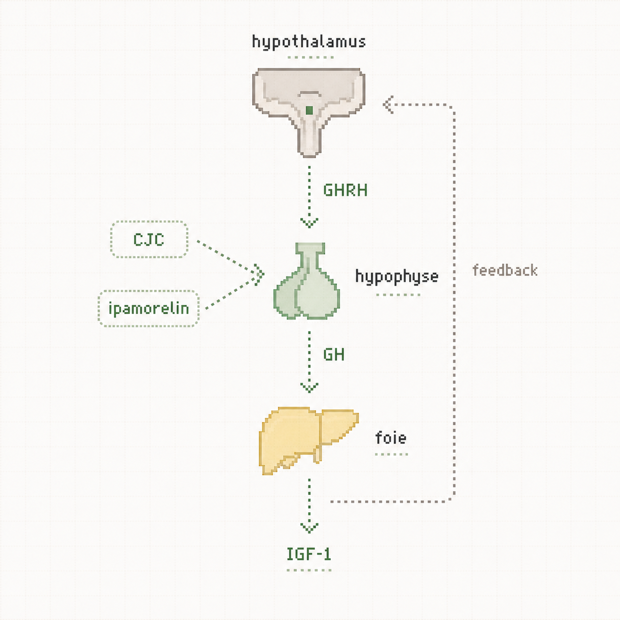 Schéma pixel art annoté de l'axe hypothalamus, hypophyse, foie avec GHRH, GH et IGF-1.