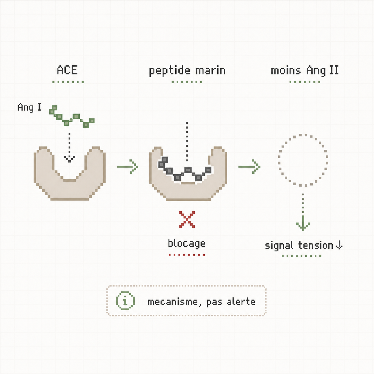 Schéma pixel art annoté montrant un peptide marin bloquant l'enzyme ACE et réduisant la formation d'angiotensine II.