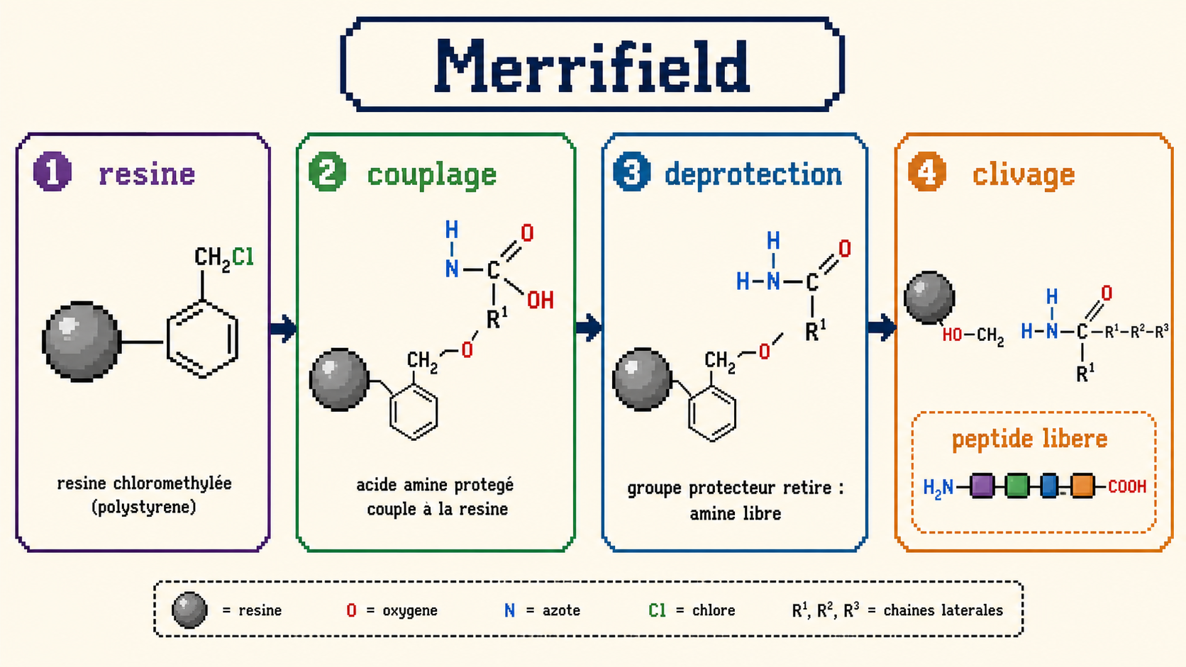 Schema en quatre etapes de la synthese peptidique en phase solide de Merrifield sur resine.