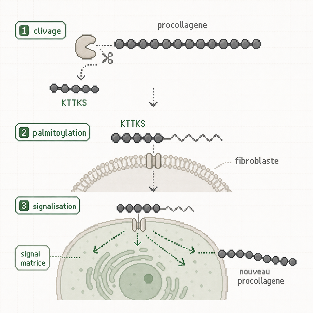 Schema annote du Matrixyl montrant clivage KTTKS, palmitoylation, fibroblaste et production de procollagene.