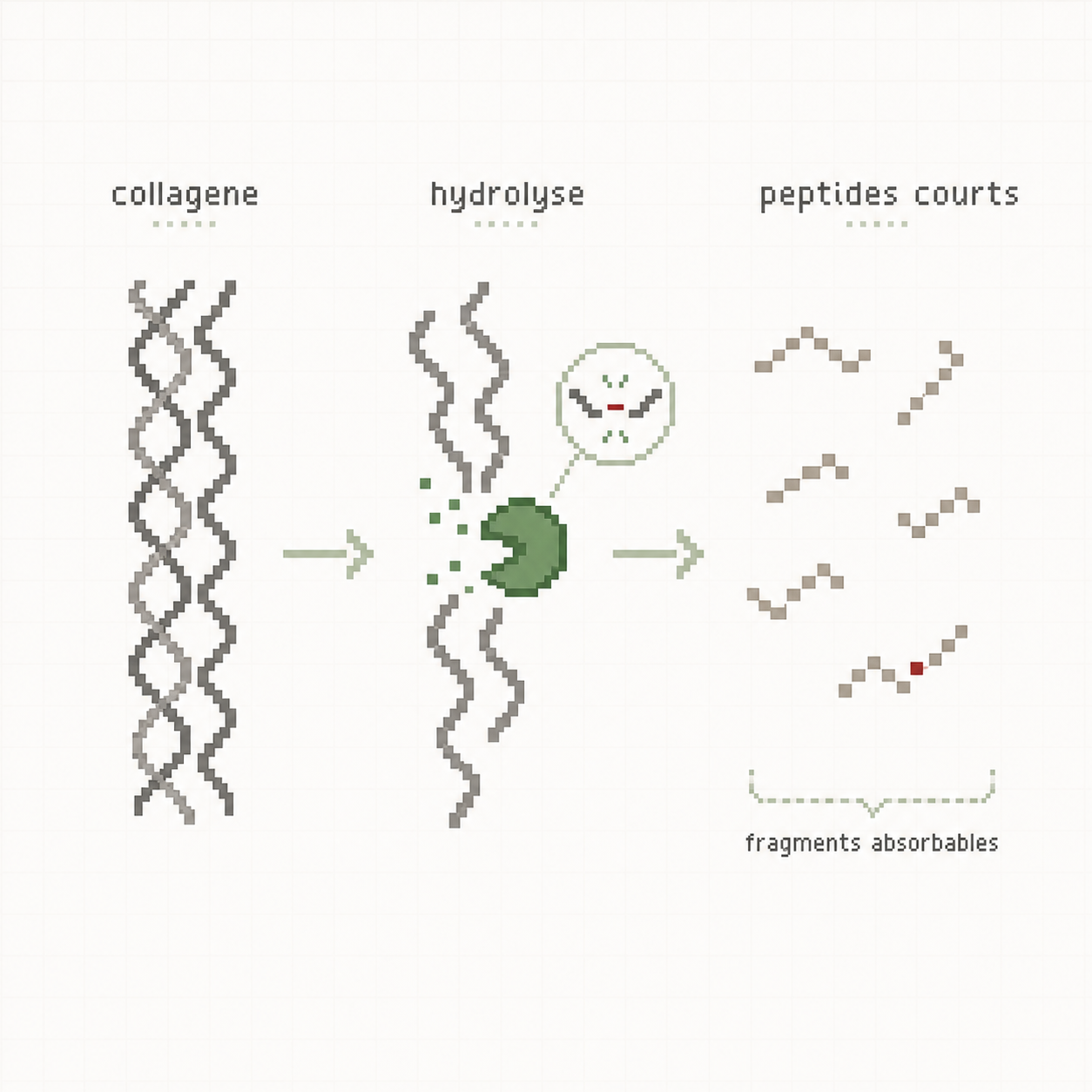Schéma annoté en pixel art montrant la triple hélice de collagène coupée par hydrolyse en peptides courts.