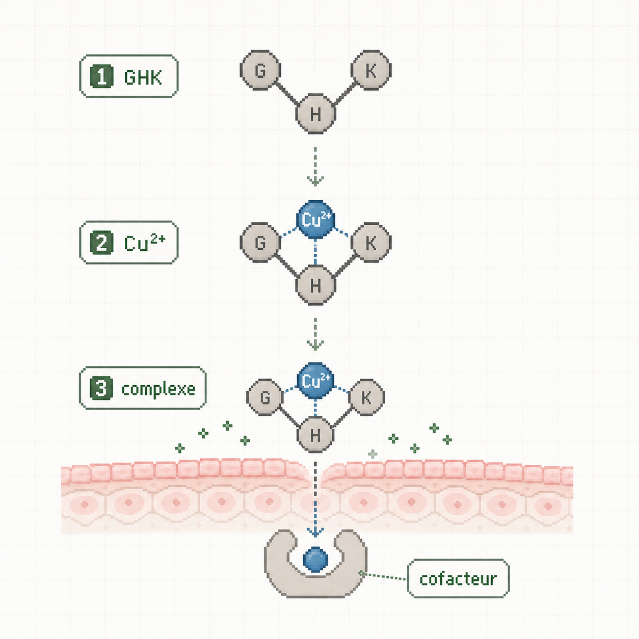 Schema pixel art du tripeptide GHK qui se complexifie avec un ion cuivre avant d'agir comme cofacteur.