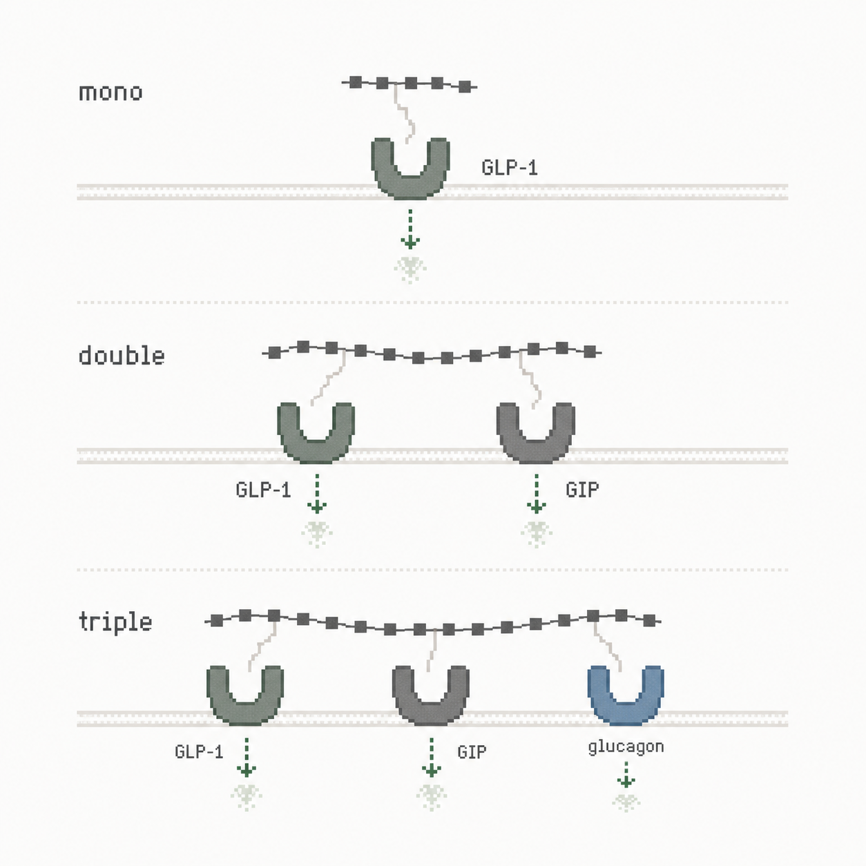 Schéma pixel art montrant mono, double puis triple activation des récepteurs GLP-1, GIP et glucagon.