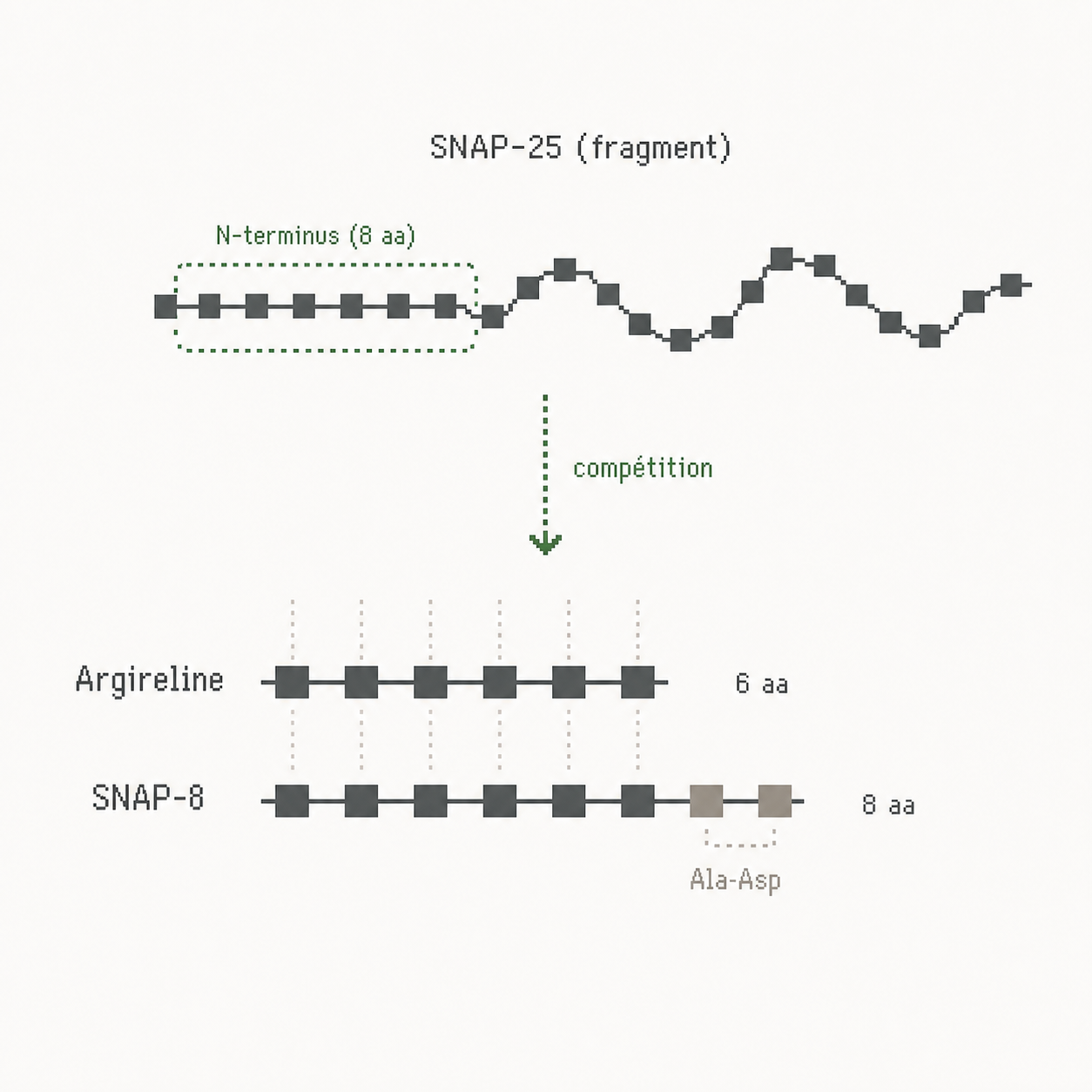 Schéma pixel art annoté alignant SNAP-25, Argireline six acides aminés et SNAP-8 huit acides aminés.
