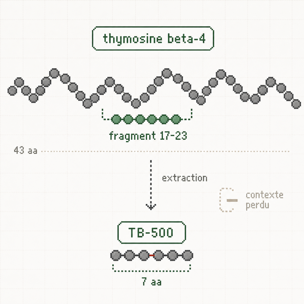 Schema annote distinguant la thymosine beta-4 complete, son fragment 17-23 et le TB-500 commercial.