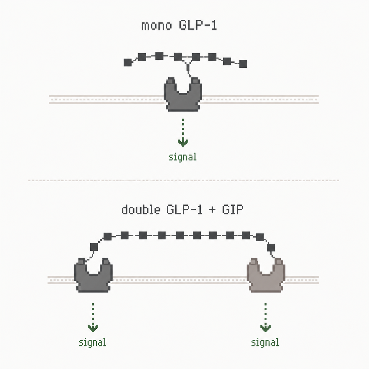 Schéma pixel art annoté comparant mono activation GLP-1 et double activation GLP-1 plus GIP.